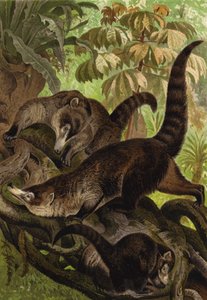Weissrusselbar 作者 欧洲学校